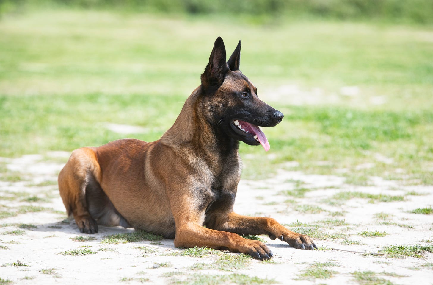A brown Belgian Malinois dog 'sitting' on all fours