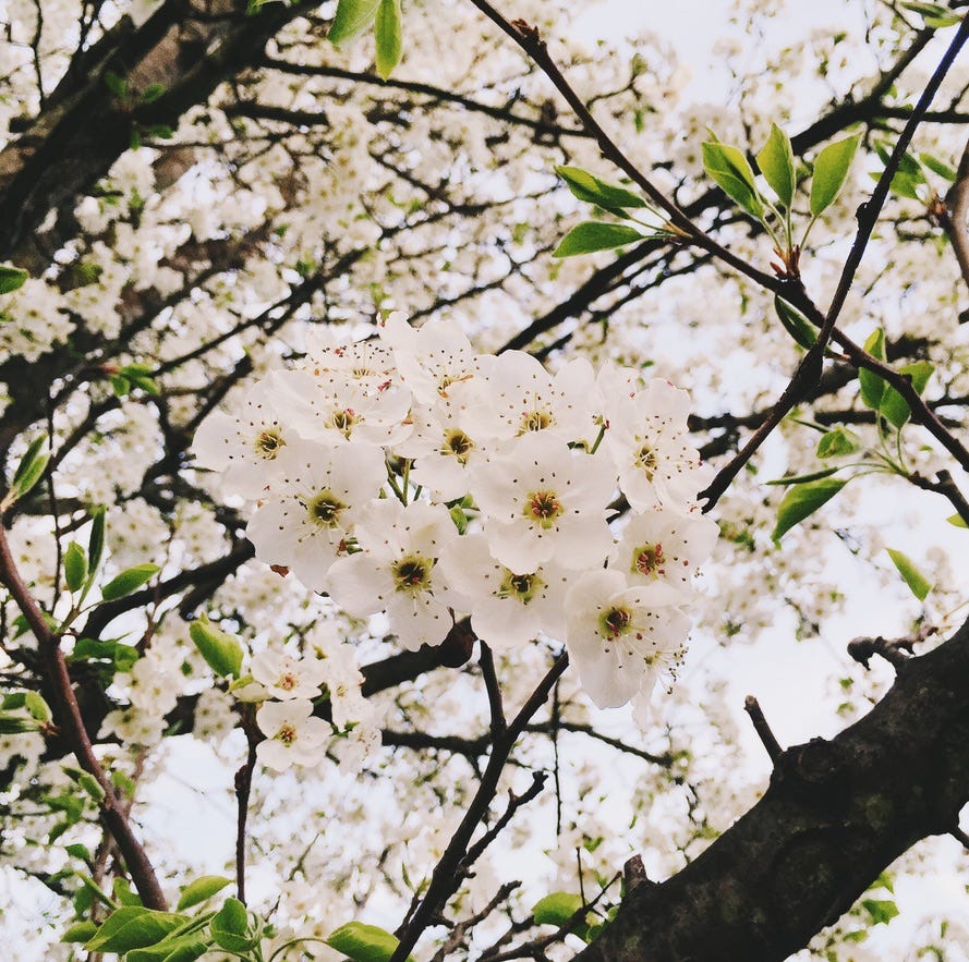 Close up of white flowers in a tree.