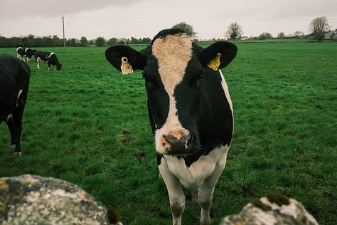 Ireland in Fuji photographs by Tyler Knott Gregson