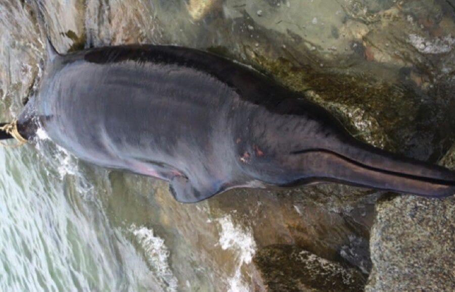 What can we learn from the beaked whale discovered in California? -  CSMonitor.com
