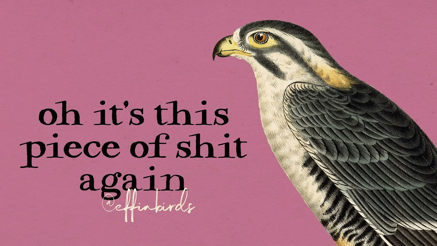 A painting of a bird beside the text "oh it's this piece of shit again"