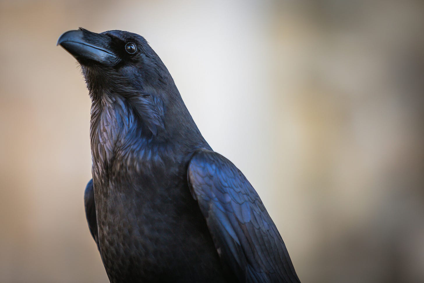 A close-up of a raven with shiny black feathers set in soft lighting