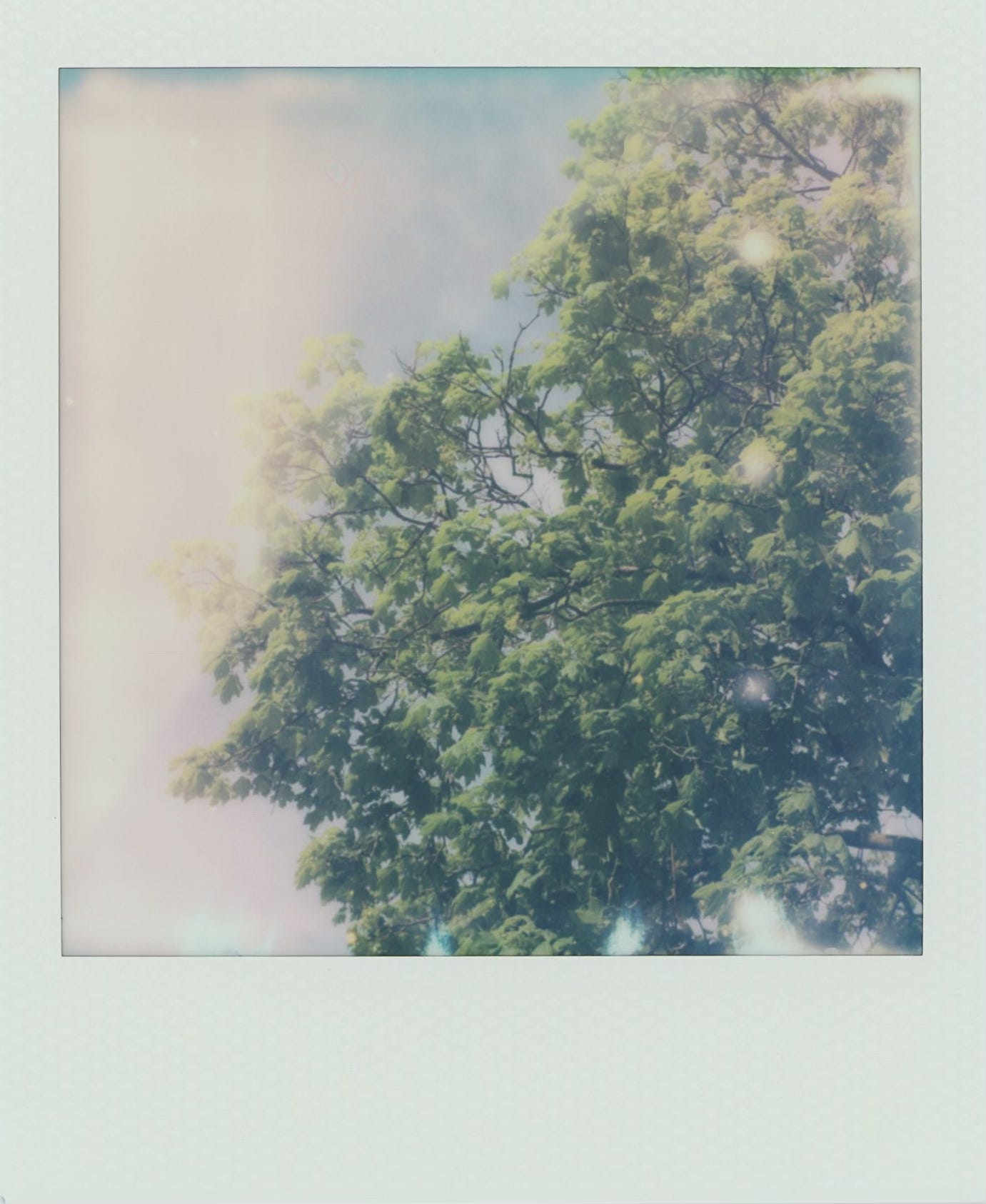 a polaroid of the leaves of a maple tree, slightly over exposed from light leaks giving it a dreamy feeling 