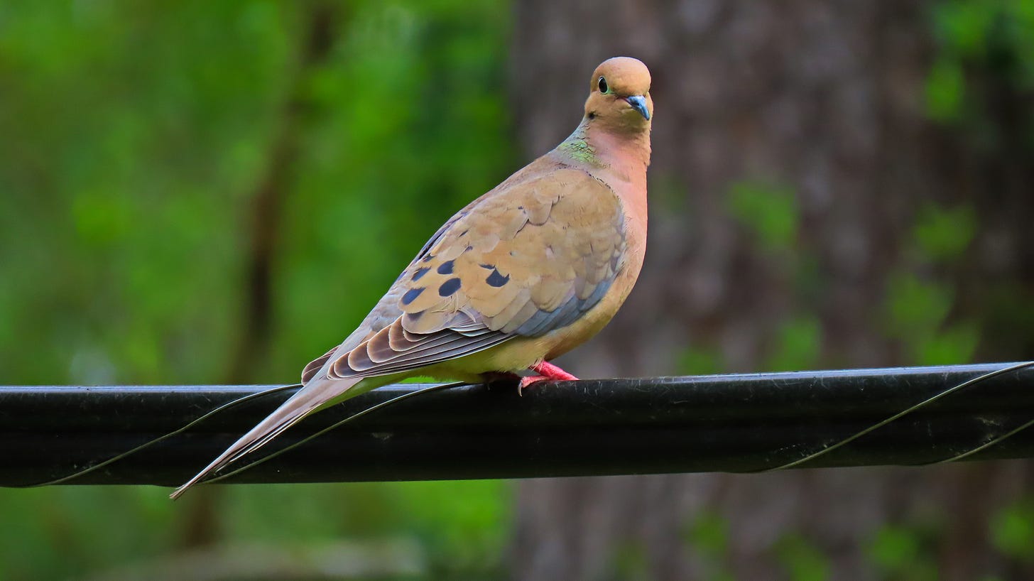 Dove on a wire Dove on a wire