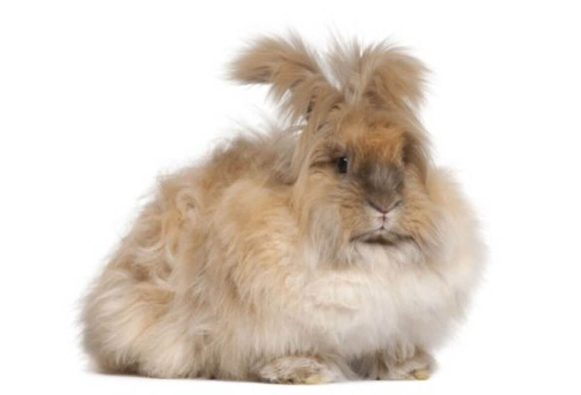A light brown Angora rabbit.