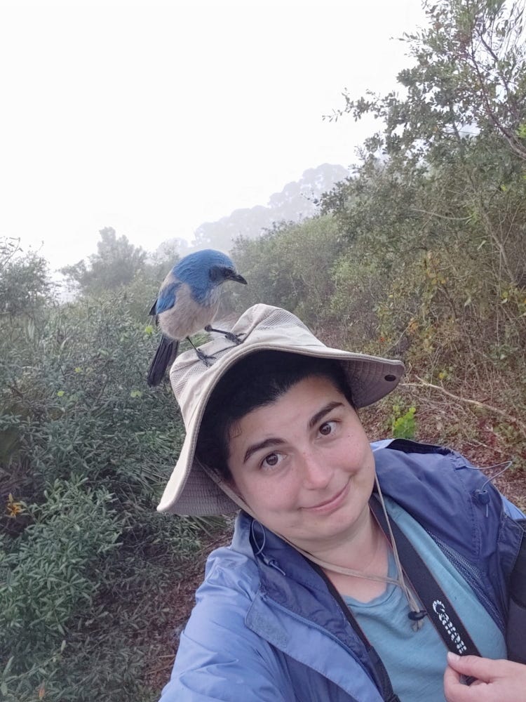 The author, a dark-haired white woman in her late thirties with a wide, square face, with a Florida scrub-jay perched on her pale gray, wide-brimmed hat. The photo is at a tilted angle because it is a selfie; part of the author's extended arm is visible towards the bottom of the frame. She is wearing a blue shirt and a blue rain jacket. Part of a black camera strap is visible over her shoulder, it reads "Canon" in white letters. Her expression is goofy, staring at the camera with a slight closed-mouth smile.  The scrub-jay is a beautiful bird, large for a songbird, with bright, saturated sky blue and white plumage and a pointy dark gray bill. The bird's head and throat are that beautiful blue as is part of the bird's back. The bird is in three-quarter profile, somewhat facing the camera and somewhat facing the right of the frame, with head turned downwards as though looking down at the woman/hat.