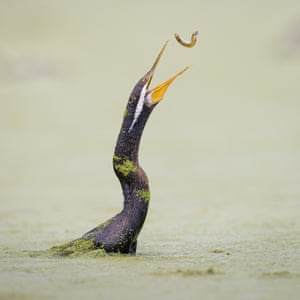 Australasian darter