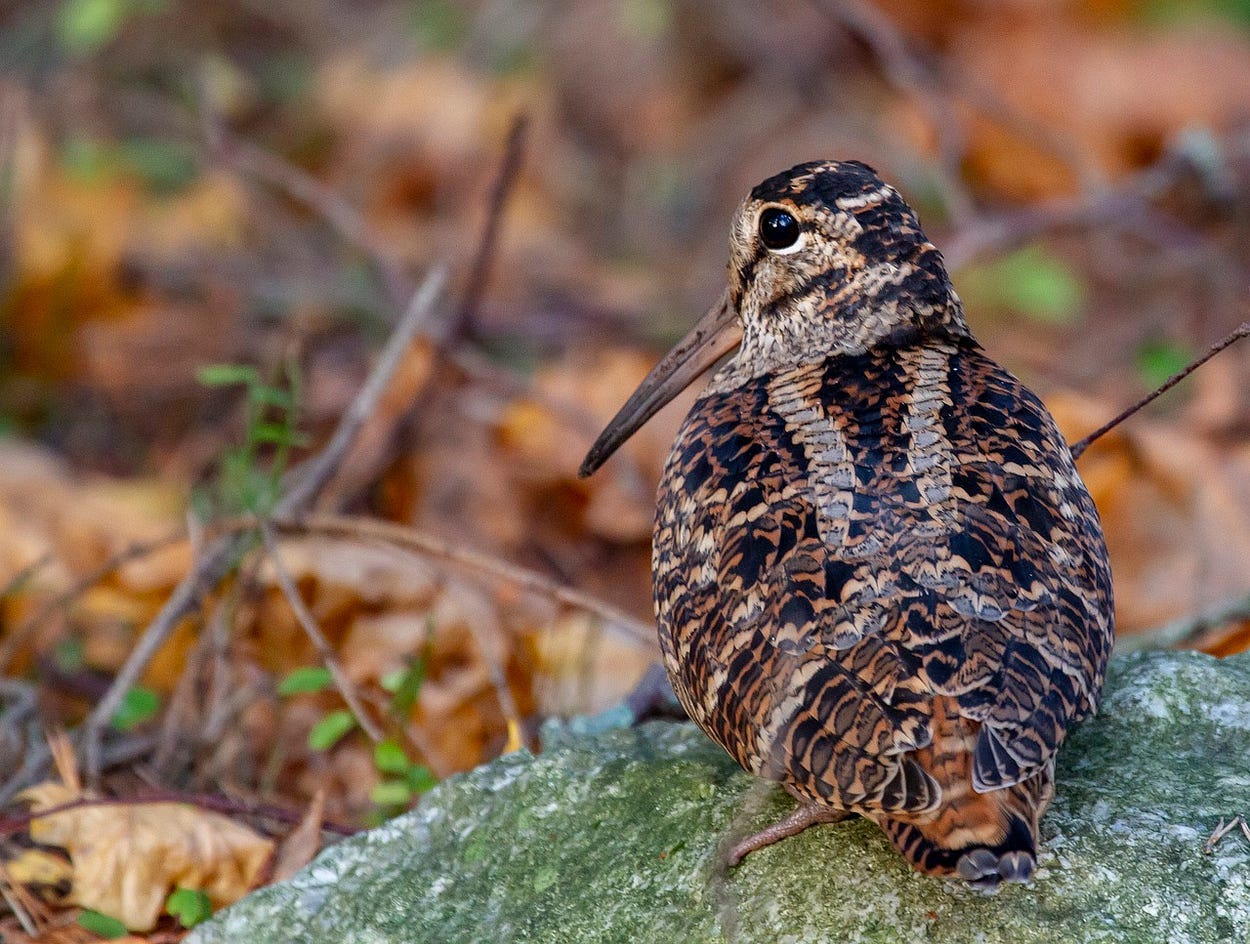A woodcock in the woods