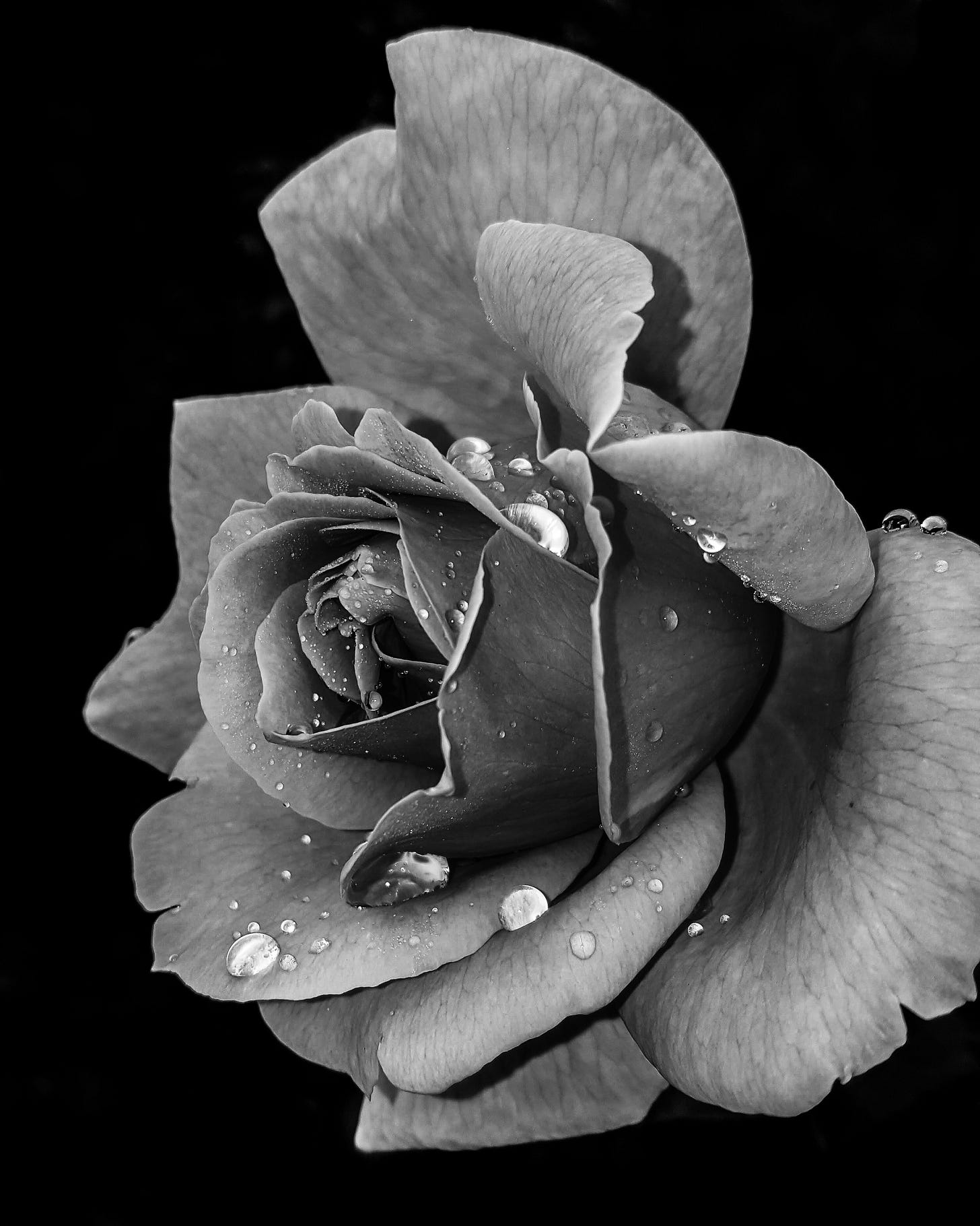 black and white rose