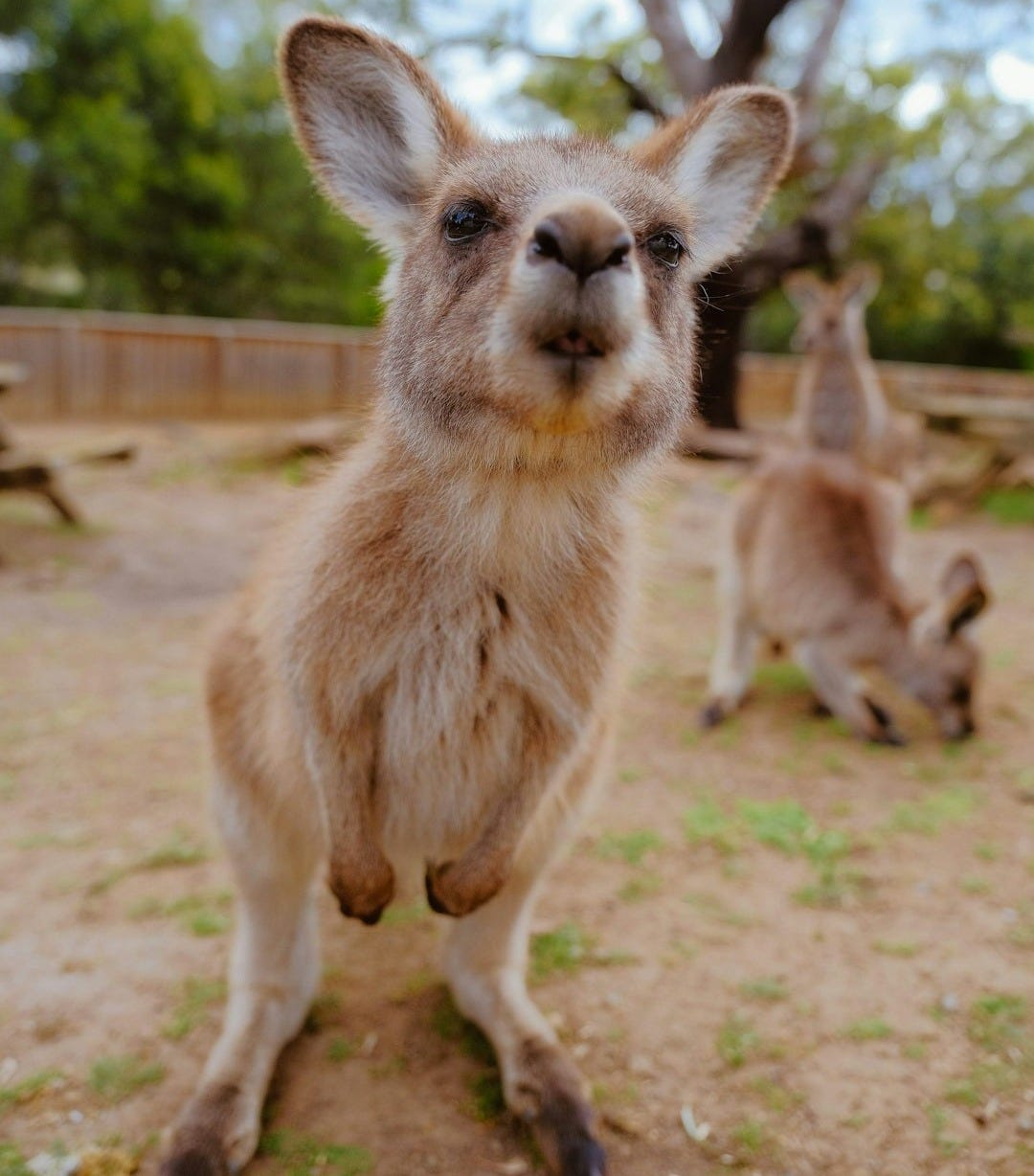 photo of beige coated animal photo of beige coated animal