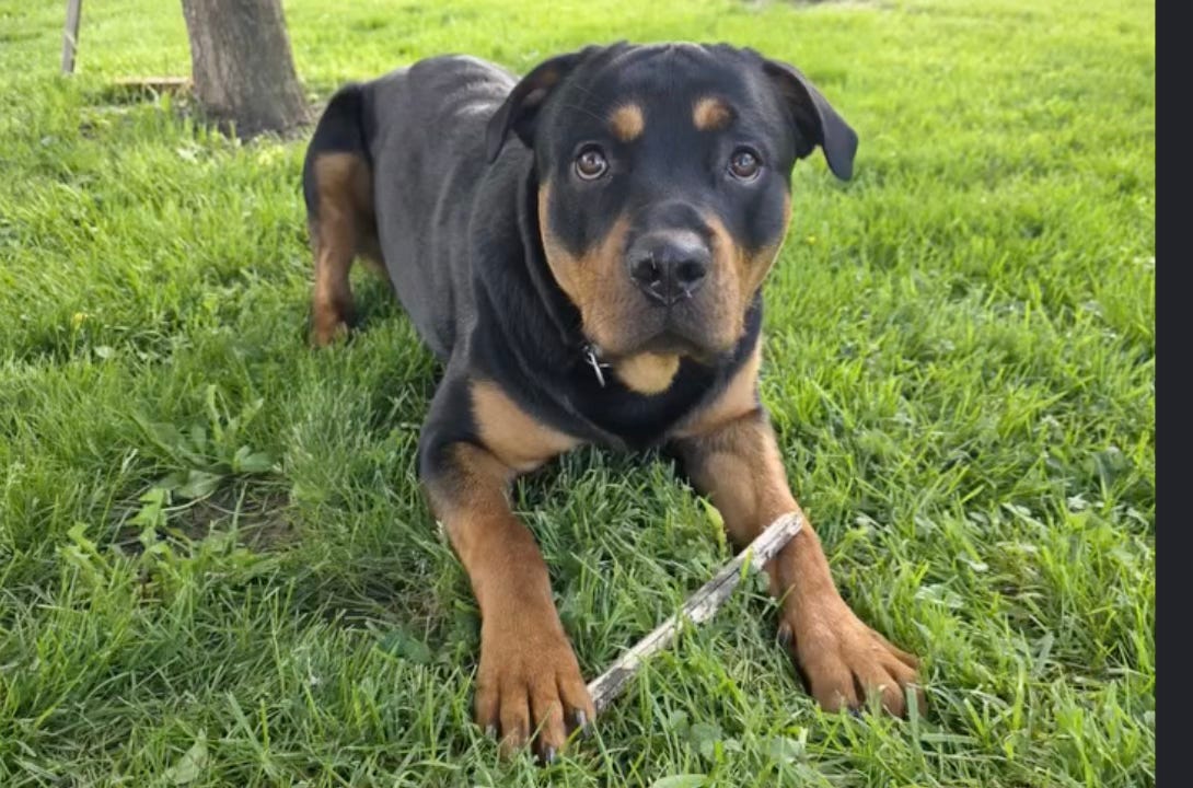 Rottweiler puppy sitting in a lawn.