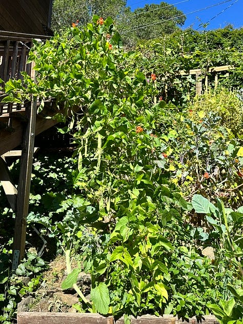 July Garden in bloom