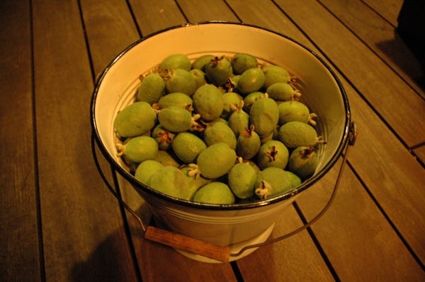 feijoa fruit harvest in bucket