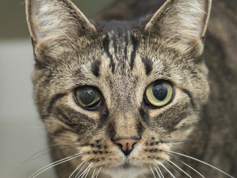 Adoptable Cat of the Week: Mittens B