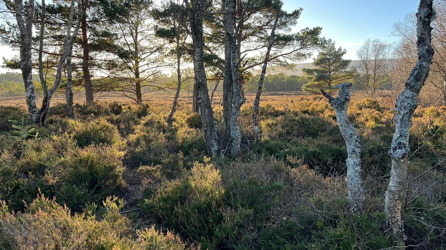 Scots pine and line heather on a lowland raised bog east of the Grampian Hills