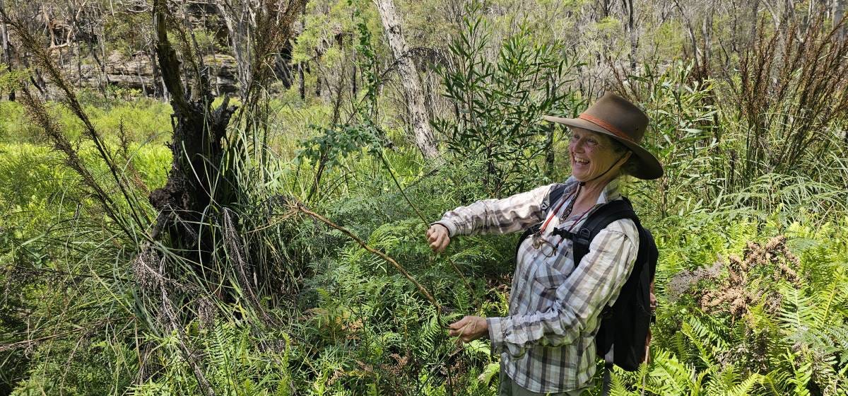 marianne bate doing bushcare in the blue Mountains marianne bate doing bushcare in the blue Mountains