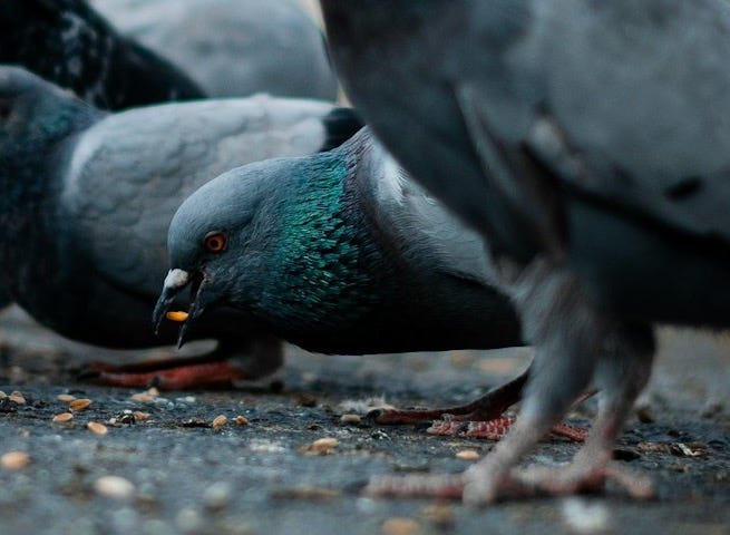a flock of pigeons standing on top of a street