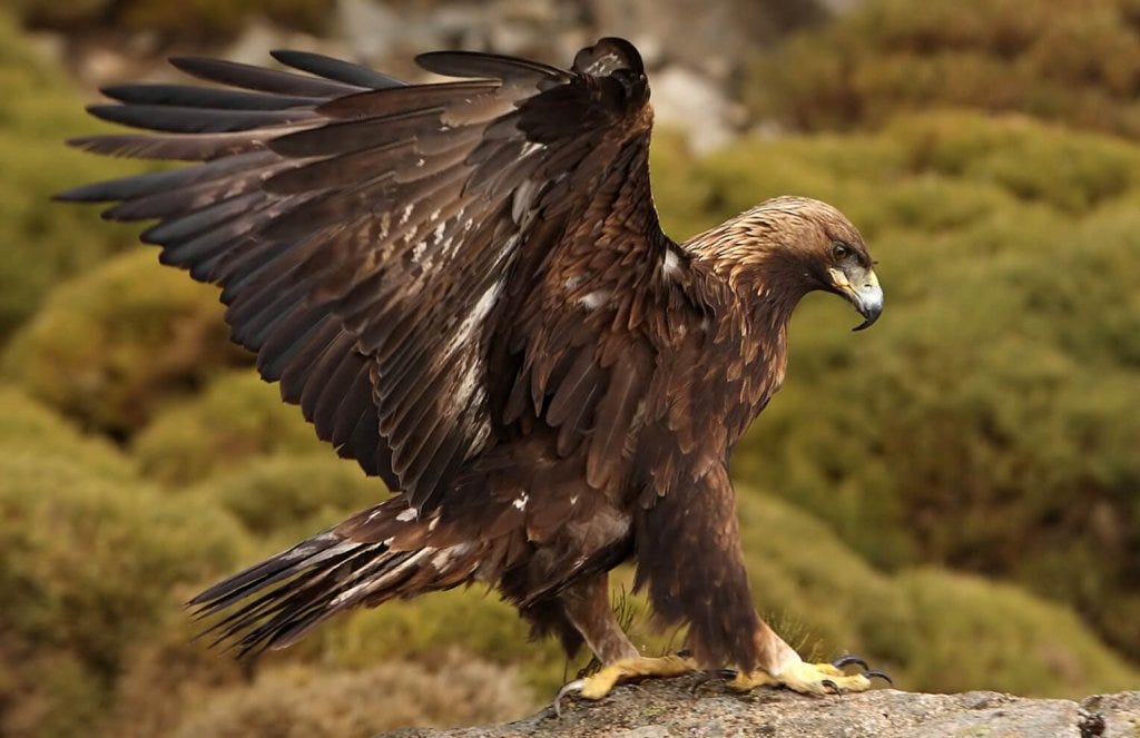 Golden Eagle - American Bird Conservancy