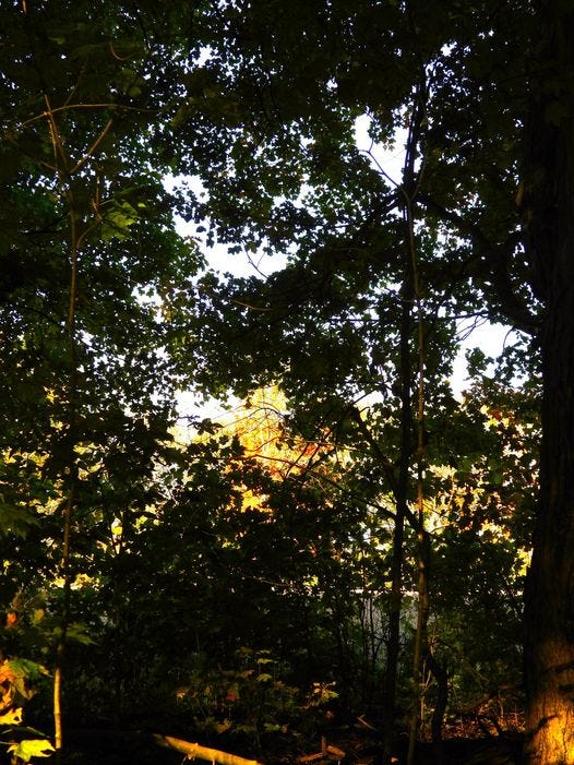 May be an image of tree
