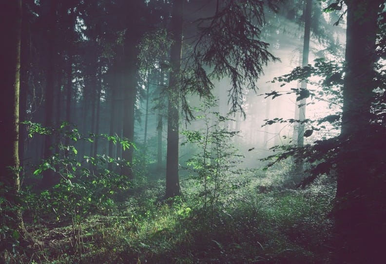 trees on forest with sun rays