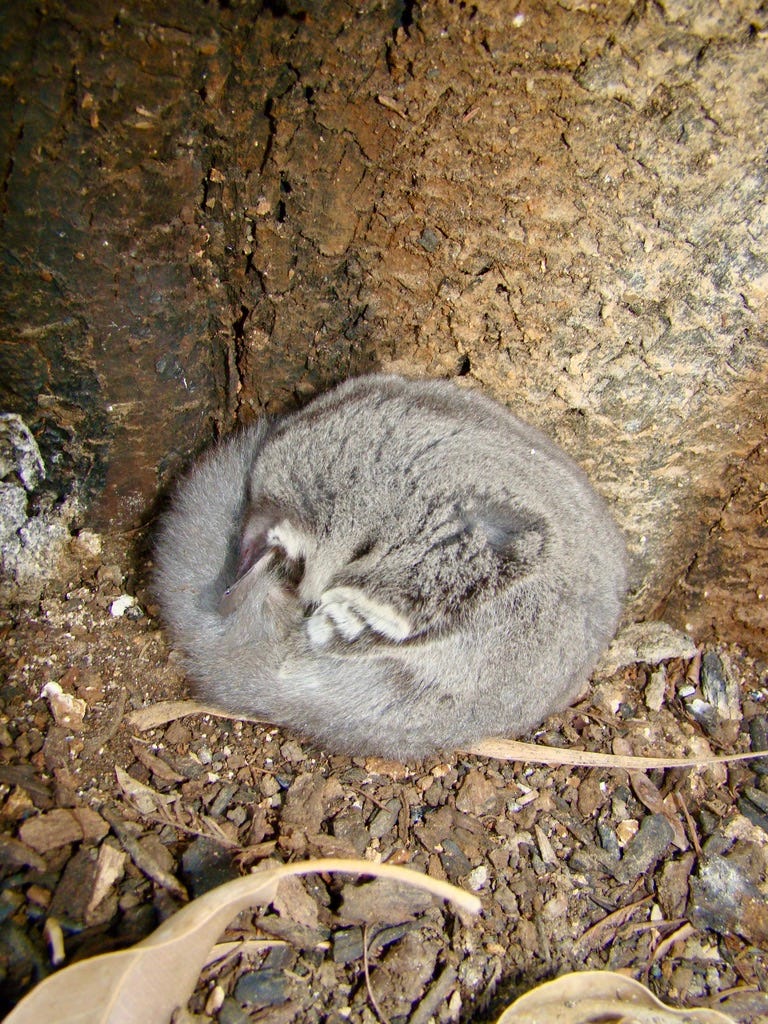 Sugar Glider making a home of a nest box. Sugar Glider making a home of a nest box.