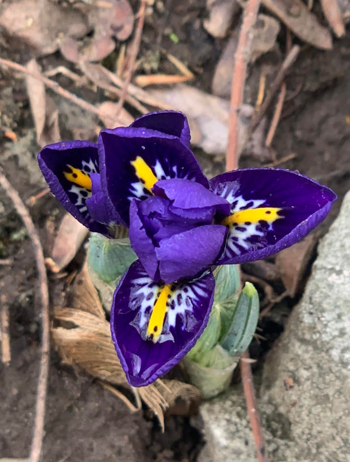 A close up photo of a single flower against the brown ground. It is dark purple with a cluster of petals at the center and the open petals have a yellow line at the center and closest to the bud they are white with purple spots A close up photo of a single flower against the brown ground. It is dark purple with a cluster of petals at the center and the open petals have a yellow line at the center and closest to the bud they are white with purple spots
