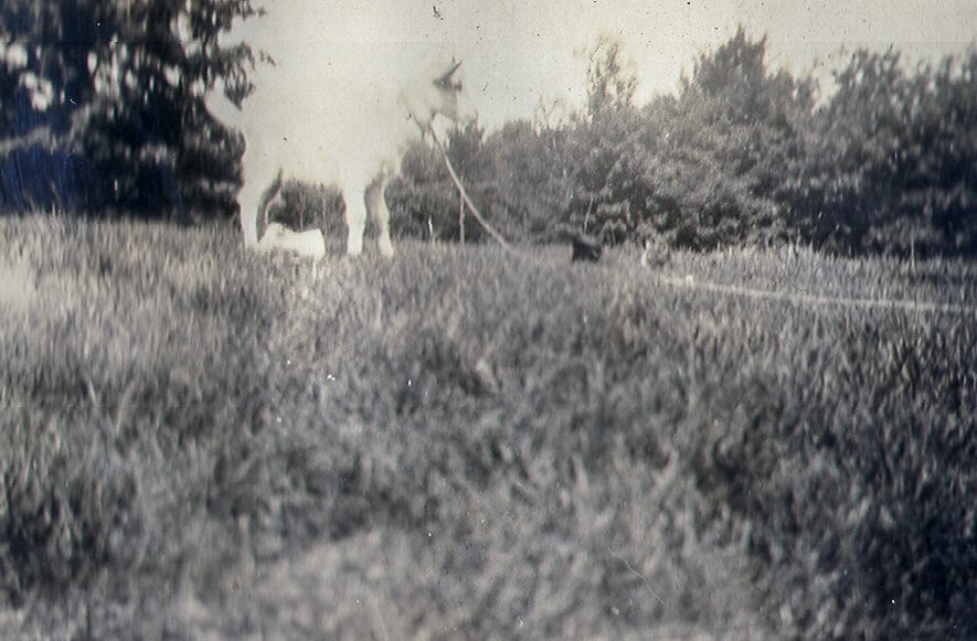 Goat tied to line