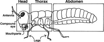 The Insect Thorax – Insects Explained