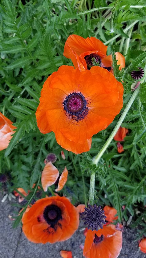Images of bright red-orange poppies