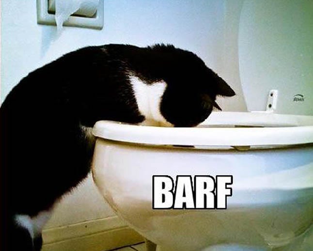 black and white tuxedo cat standing with hind feet on bathroom floor, front paws on toilet seat, and head looking down into the bowl. The single word 'BARF' is added to the photo in Impact meme font. black and white tuxedo cat standing with hind feet on bathroom floor, front paws on toilet seat, and head looking down into the bowl. The single word 'BARF' is added to the photo in Impact meme font.