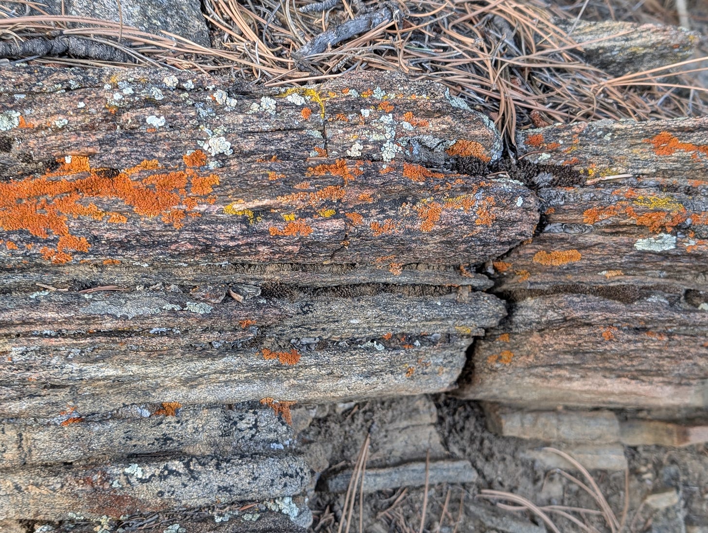 Close-up of a "shelfy" rock as described in the text, with large patch of bright orange lichen and smaller patches of bright yellow and turquoise lichen