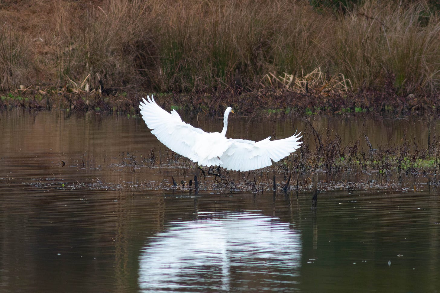 A large white bird, facing away from the camera, with wings outstretched, approaching and preparing to land on a brown lake A large white bird, facing away from the camera, with wings outstretched, approaching and preparing to land on a brown lake