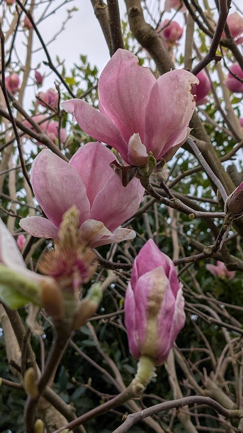 Spring flowers and two visitors - a bluetit at the window and a hedgehog in the garden