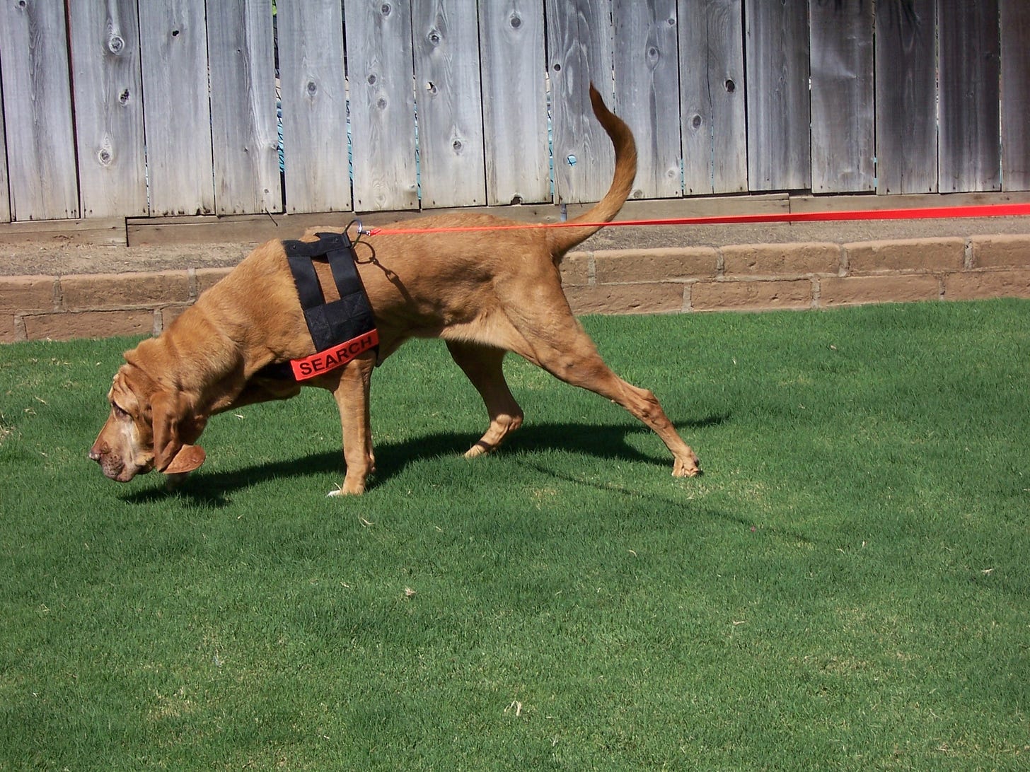 Bloodhound Chase tracking on grass Bloodhound Chase tracking on grass