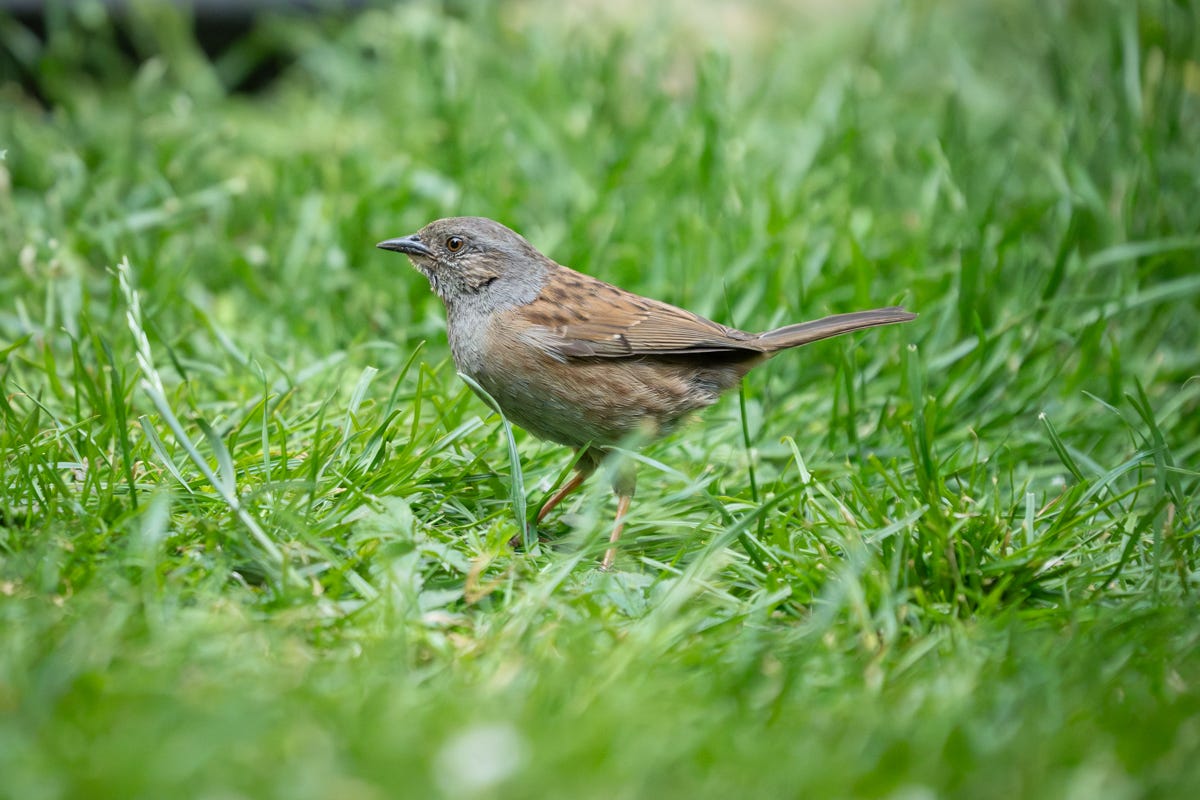 A dunnock sitting in the middle of a lawn