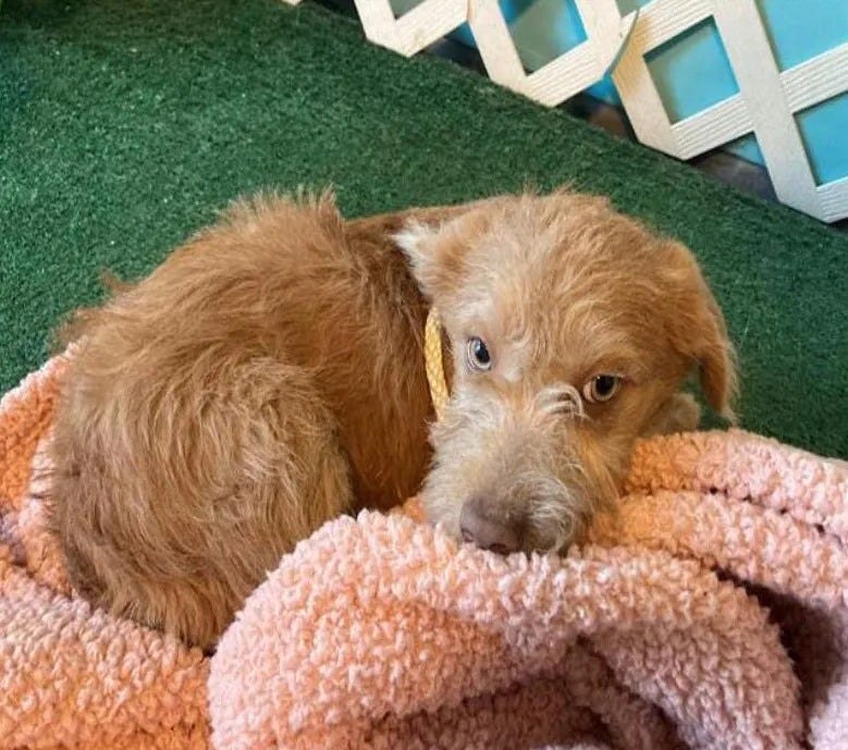 May be an image of dog and indoor May be an image of dog and indoor