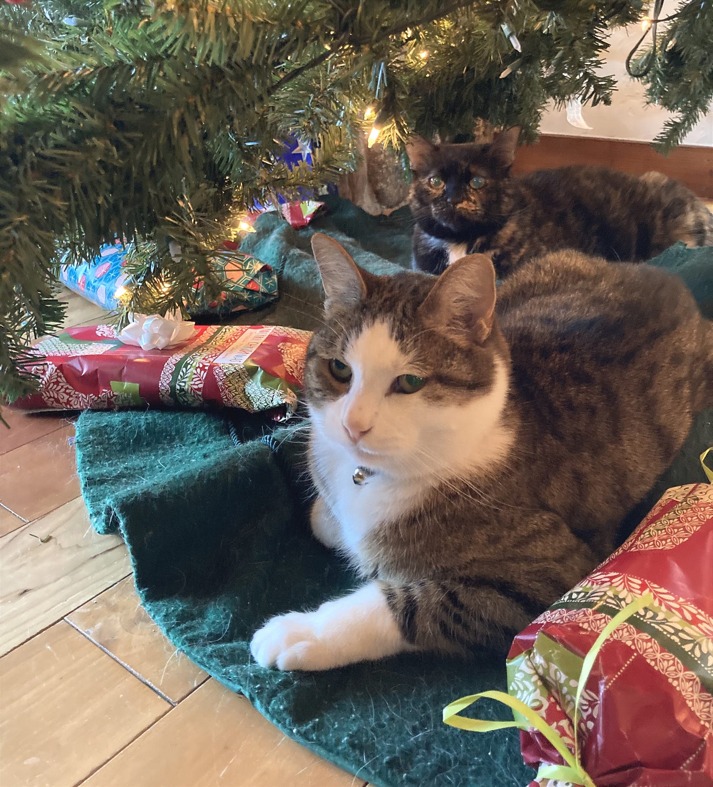 two cats and some wrapped presents under a Christmas tree two cats and some wrapped presents under a Christmas tree