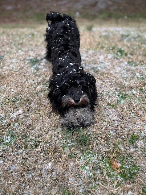 puppy seeing snow for the first time