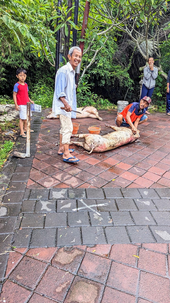 ceremonial pig slaughter