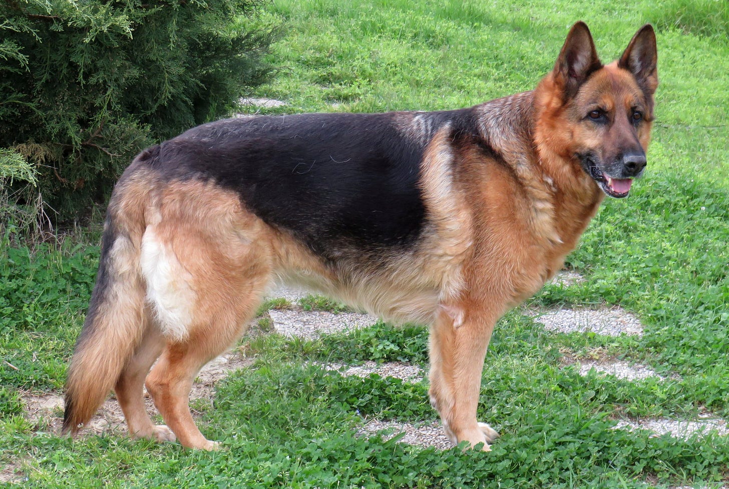 File:German shepard female.jpg - Wikimedia Commons File:German shepard female.jpg - Wikimedia Commons