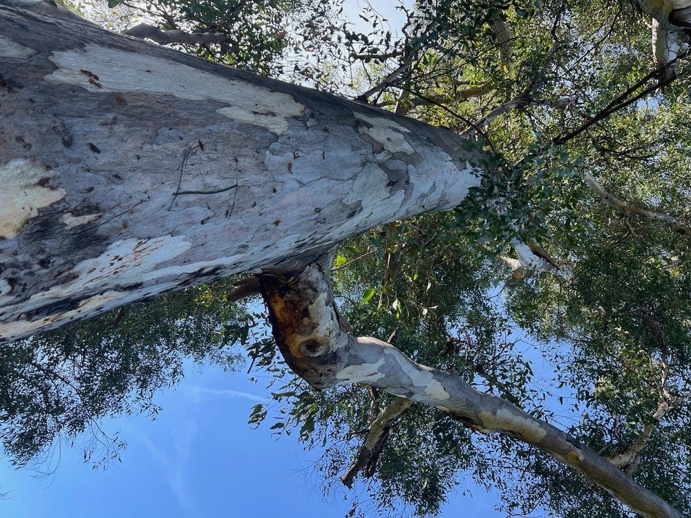 looking up at a tree muunie beach creative life coach blog
