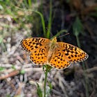 "I've got a girl in Squamish"
