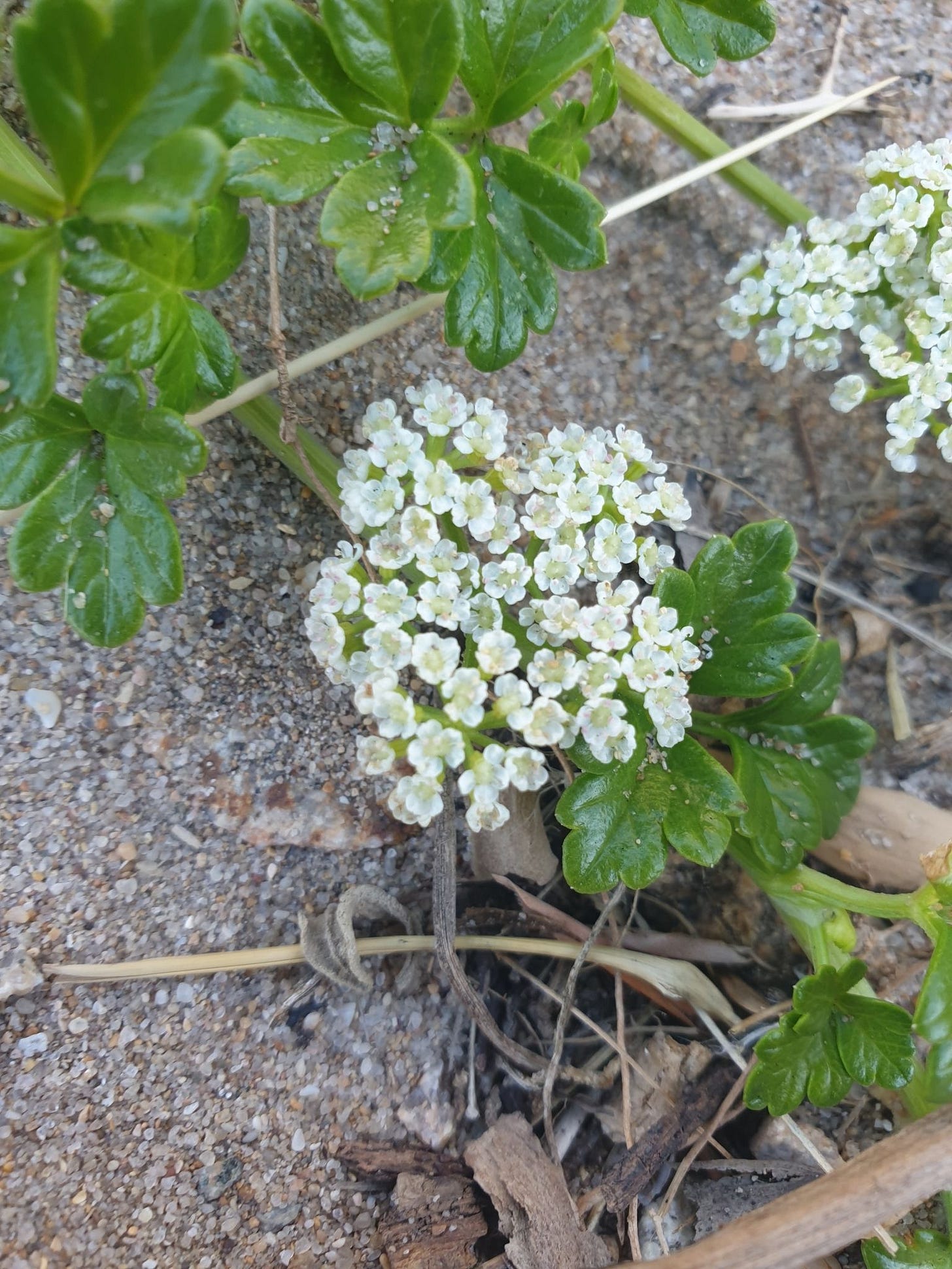 Apium prostratum [Flowers - ATLAS - iNaturalist, 2020].jpeg