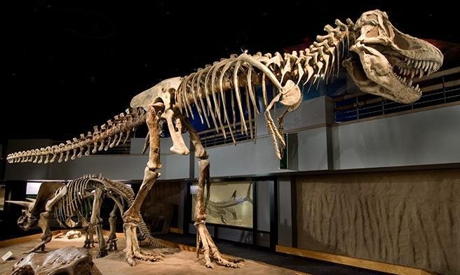 Tyrannosaurus rex skeleton. 