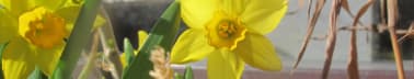 Mirrors of a Daffodil