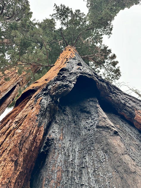 Photos of giant sequoia trees