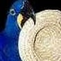 Anaea Lay's avatar