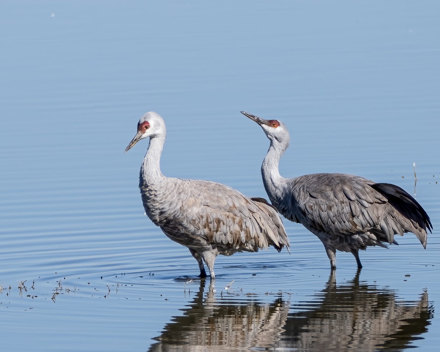 20250128-Willcox-867-Edit.jpg 20250128-Willcox-867-Edit.jpg