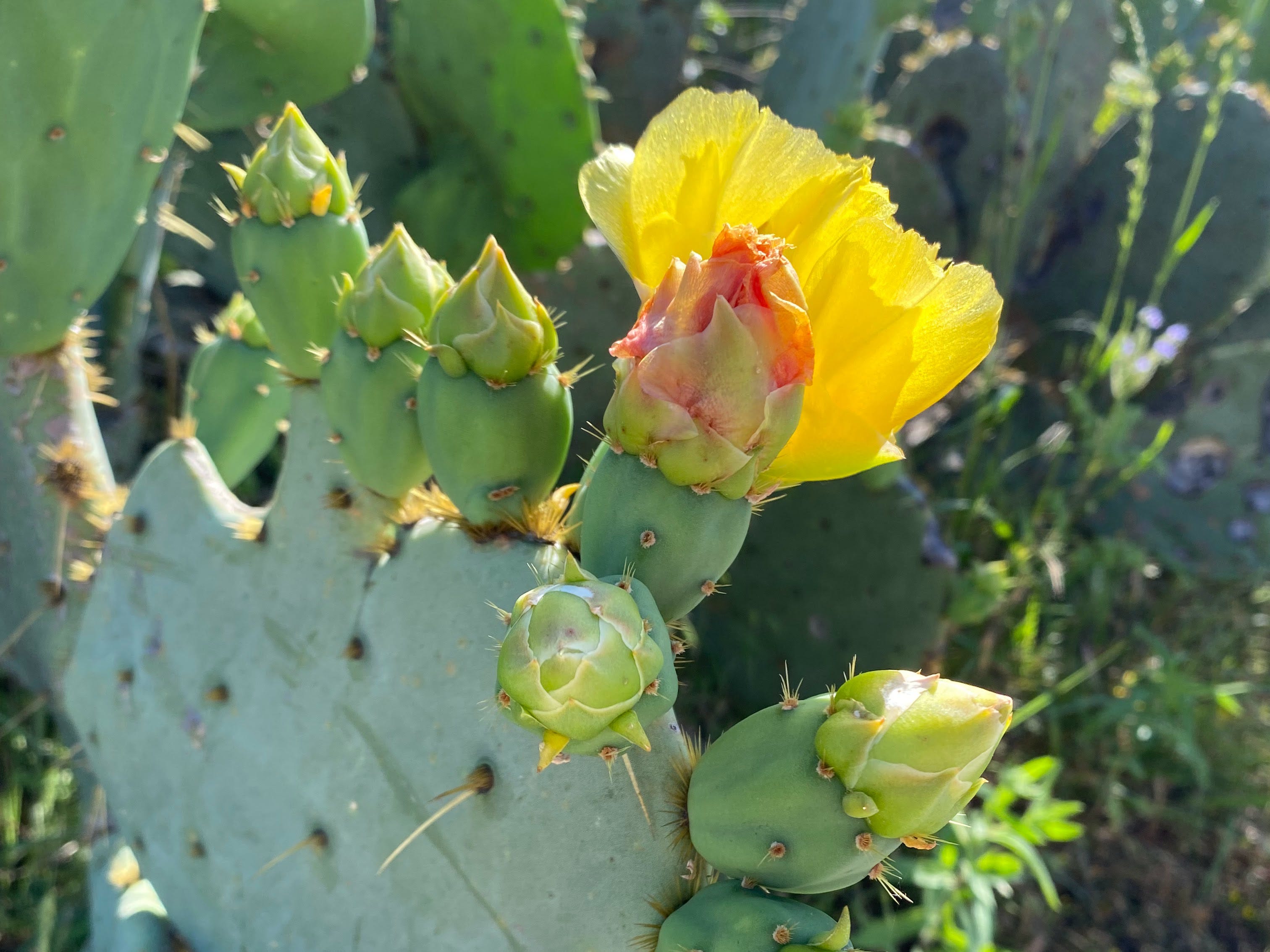 trichocereus hybrid cactus #EC16 EXACT Trichocereus Hybrid Grandiflorus Cactus