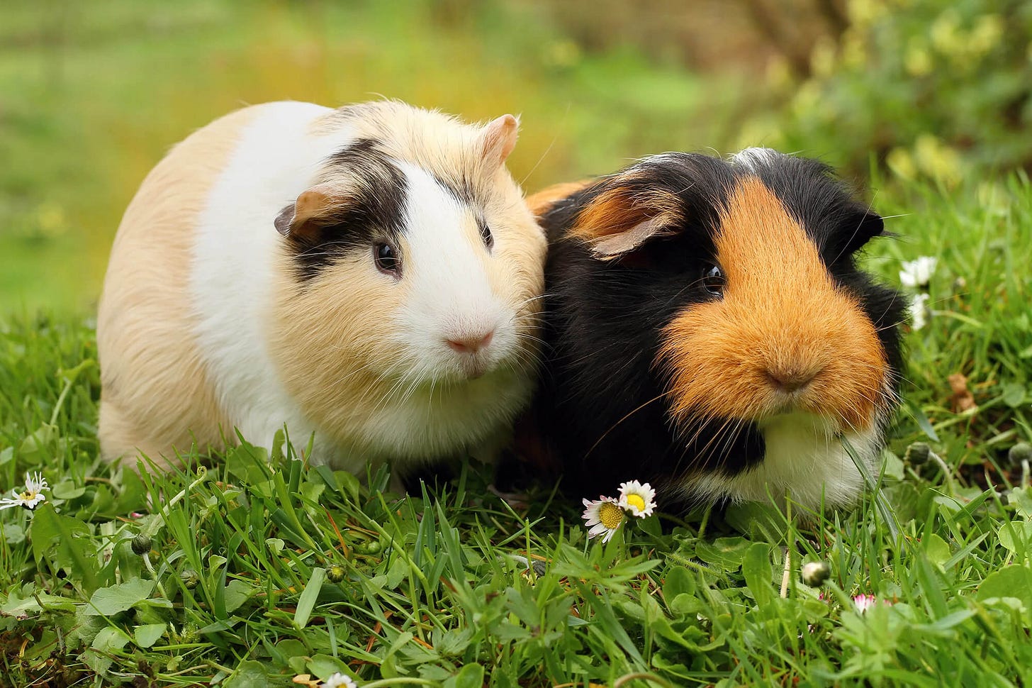 Guinea Pig Care & Advice | Supreme Petfoods